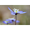 Closeup of a hepatica