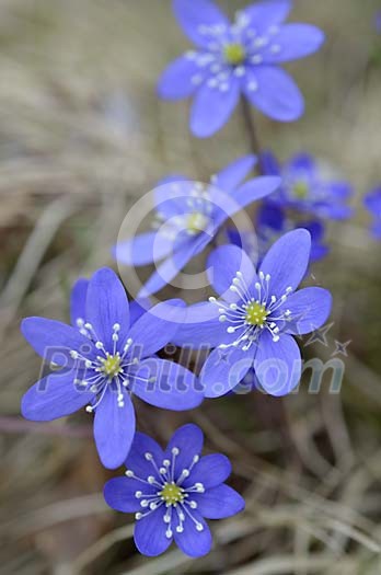 Bunch of hepatica growing Bunch of hepatica growing