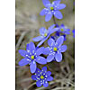 Bunch of hepatica growing