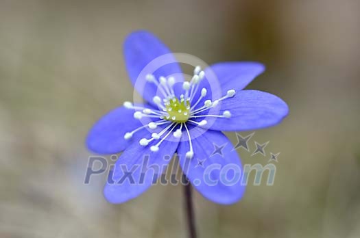 Closeup of a common hepatica Closeup of a common hepatica