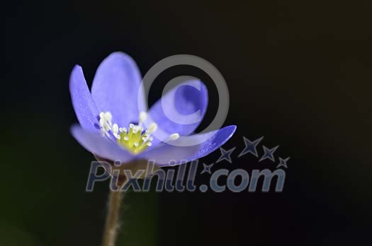 Closeup of a hepatica nobilis Closeup of a hepatica nobilis