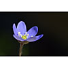 Closeup of a hepatica nobilis