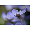 Closeup of a hepatica nobilis