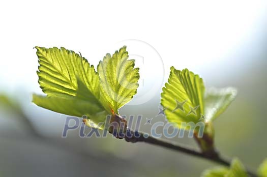 Fresh birch leaves on the branch