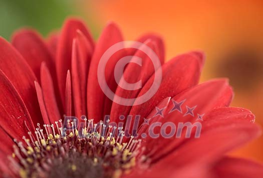 Closeup of a red gerbera Closeup of a red gerbera