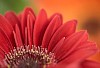 Closeup of a red gerbera