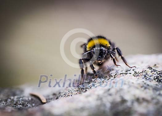 Bumblebee on the rock Bumblebee on the rock
