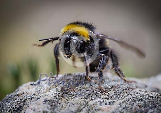 Bumblebee on the stone Bumblebee on the stone