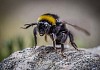 Bumblebee on the stone