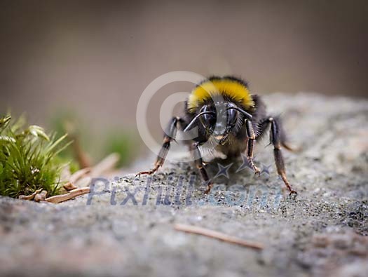 Bumblebee restong on the stone Bumblebee restong on the stone