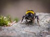 Bumblebee restong on the stone