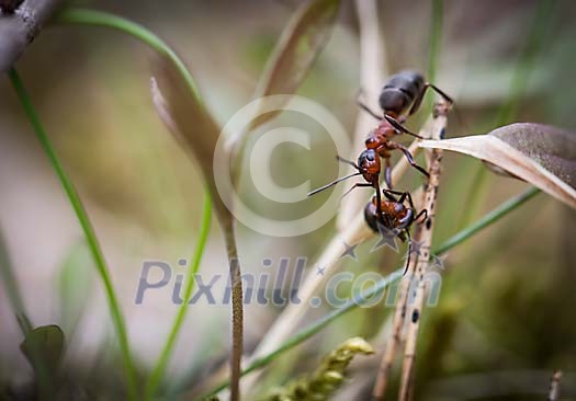 Two ants climbing on the straw Two ants climbing on the straw