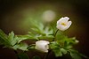 Wood anemone background