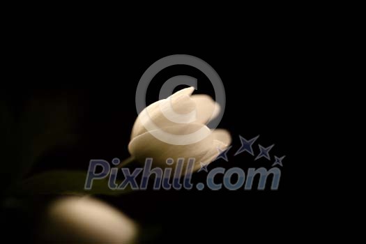 Wood anemone on a dark background Wood anemone on a dark background