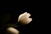 Wood anemone on a dark background