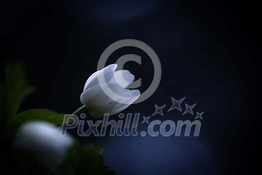 Wood anemone in the darkness Wood anemone in the darkness