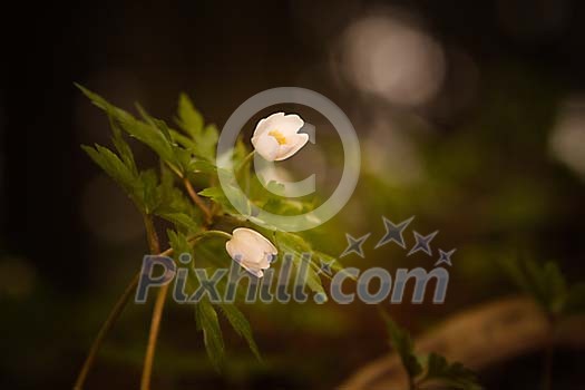 Wood anemones background Wood anemones background