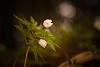 Wood anemones background