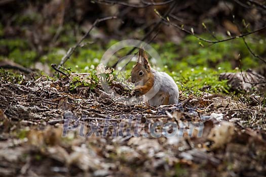 Squirrel eating on the forest ground Squirrel eating on the forest ground