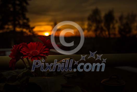 Gerberas on the sunset Gerberas on the sunset