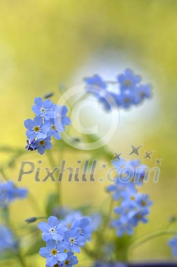 Background of wood forget-me-not Background of wood forget-me-not