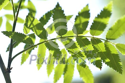 Background of rowan leaves Background of rowan leaves