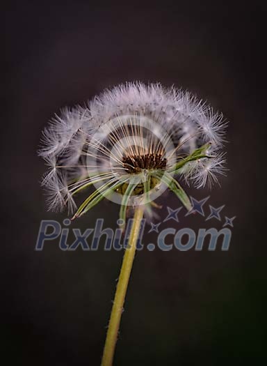 Old dandelion with seeds Old dandelion with seeds