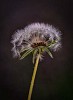 Old dandelion with seeds