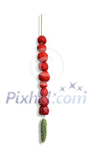 Wild Strawberries on a straw