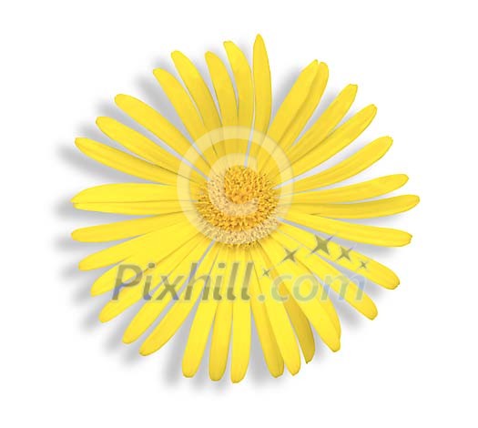 yellow daisy flower yellow daisy flower