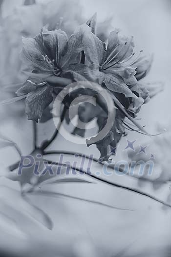 Black and white image of flowers Black and white image of flowers