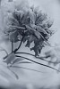 Black and white image of flowers