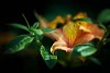 Close up of a peruvian lily