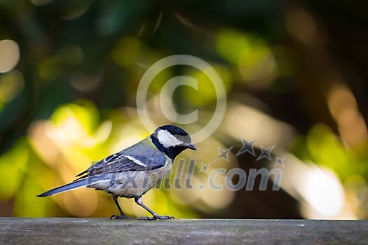 Standing great tit Standing great tit