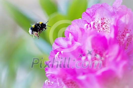 Bee flying to the flower Bee flying to the flower