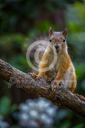 Squirrel sitting on the branch Squirrel sitting on the branch