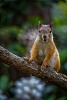 Squirrel sitting on the branch