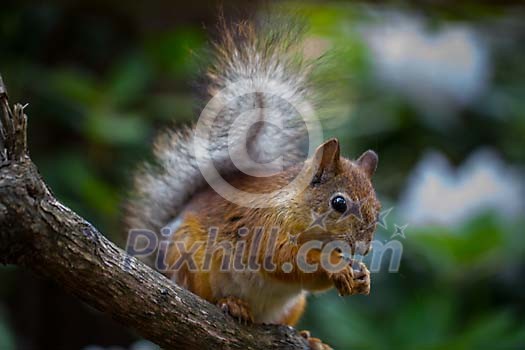 Squirrel eating on the branch Squirrel eating on the branch