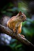 Squirrel sitting on the branch