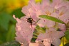 Bee gathering honey from flowers