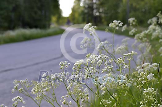 White flowers on the road side White flowers on the road side