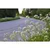 White flowers on the road side