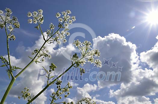 Sun shining on the white flowers Sun shining on the white flowers