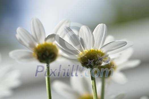 Daisies on a sunlight Daisies on a sunlight