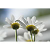 Daisies on a sunlight