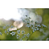 Close up of forest flowers