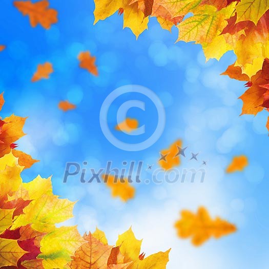 Red and yellow leaves against a bright blue sky. Bokeh effect. Red and yellow leaves against a bright blue sky. Bokeh effect.