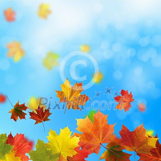 Red and yellow leaves against a bright blue sky. Bokeh effect. Red and yellow leaves against a bright blue sky. Bokeh effect.