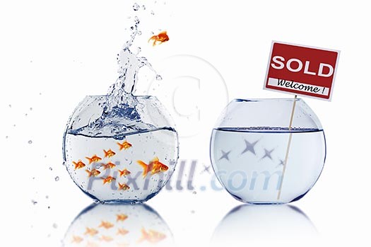 gold fish in a fishbowl with sign of sale gold fish in a fishbowl with sign of sale