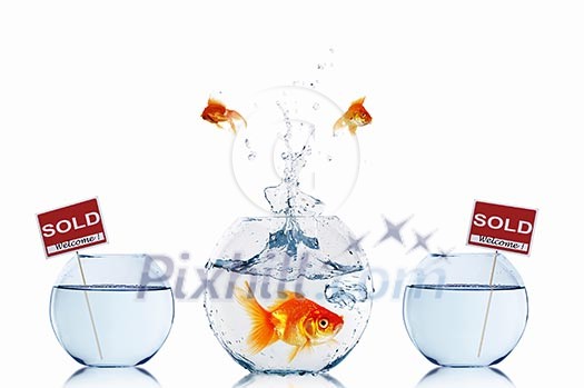 gold fish in a fishbowl with sign of sale gold fish in a fishbowl with sign of sale